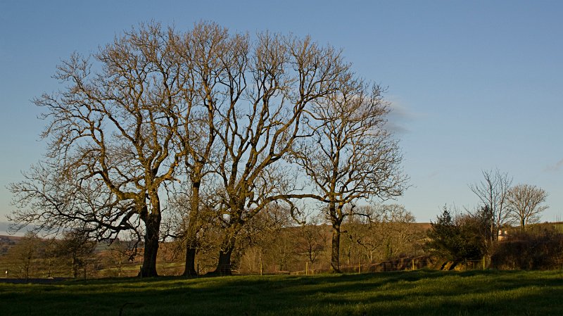 winter trees.jpg